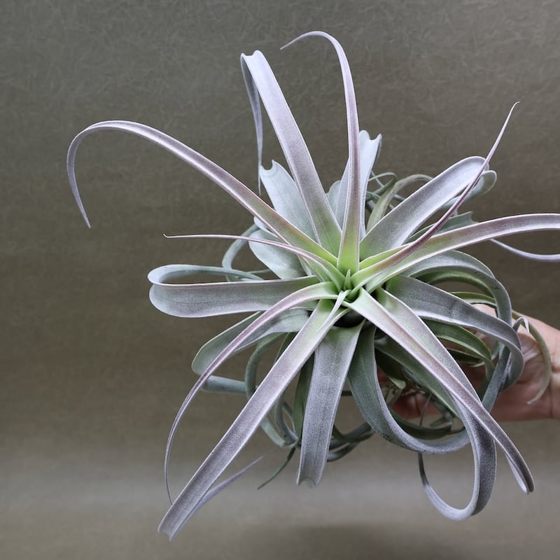 ウィズドミコラ×ベアコレアーレ02号 | air-plants TENGU-DO