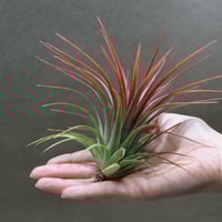 フォーグレーターグローリー （キセログラフィカ x バルビシアナ ）16