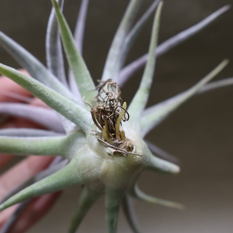 チアペンシス × エーレルシアナ 05号 | air-plants TENGU-DO