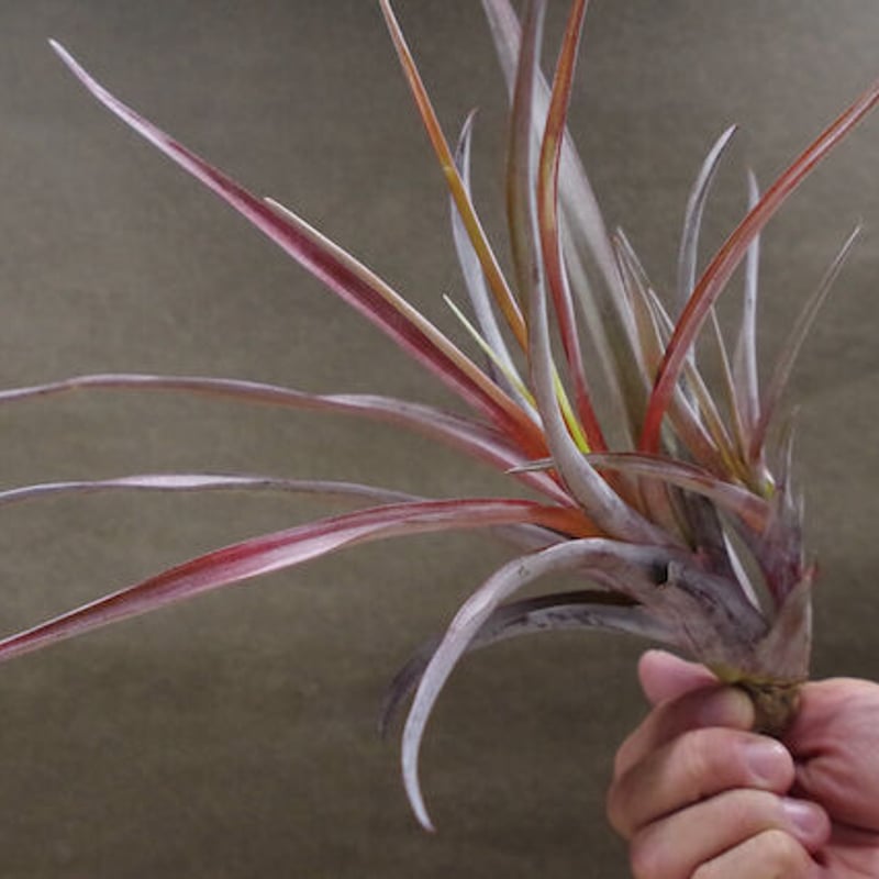 カピタータ ファイヤーオレンジ 07号 | air-plants TENGU-DO