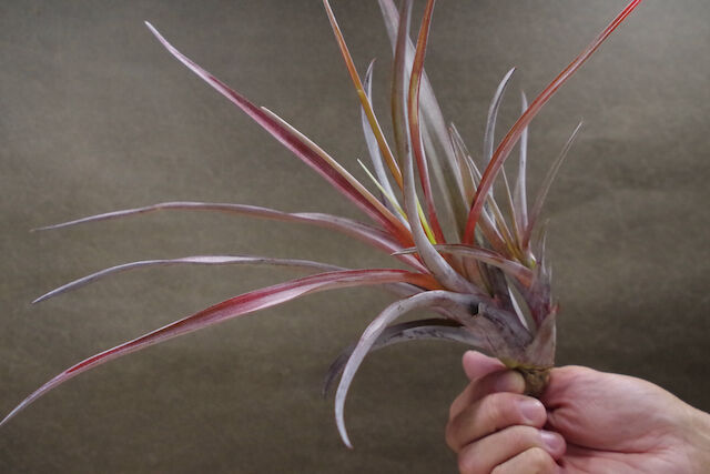 カピタータ ファイヤーオレンジ 07号 | air-plants TENGU-DO