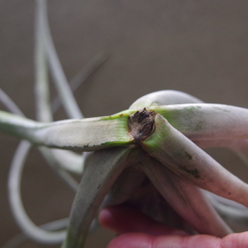 クラーケン 01号 | air-plants TENGU-DO