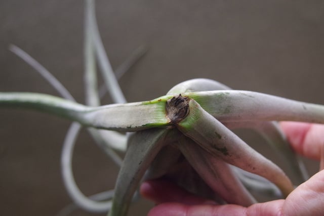 クラーケン 01号 | air-plants TENGU-DO