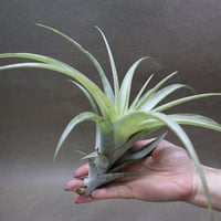 パドレ（ローランドゴッセリニーxチアペンシス）04号 | air-plants