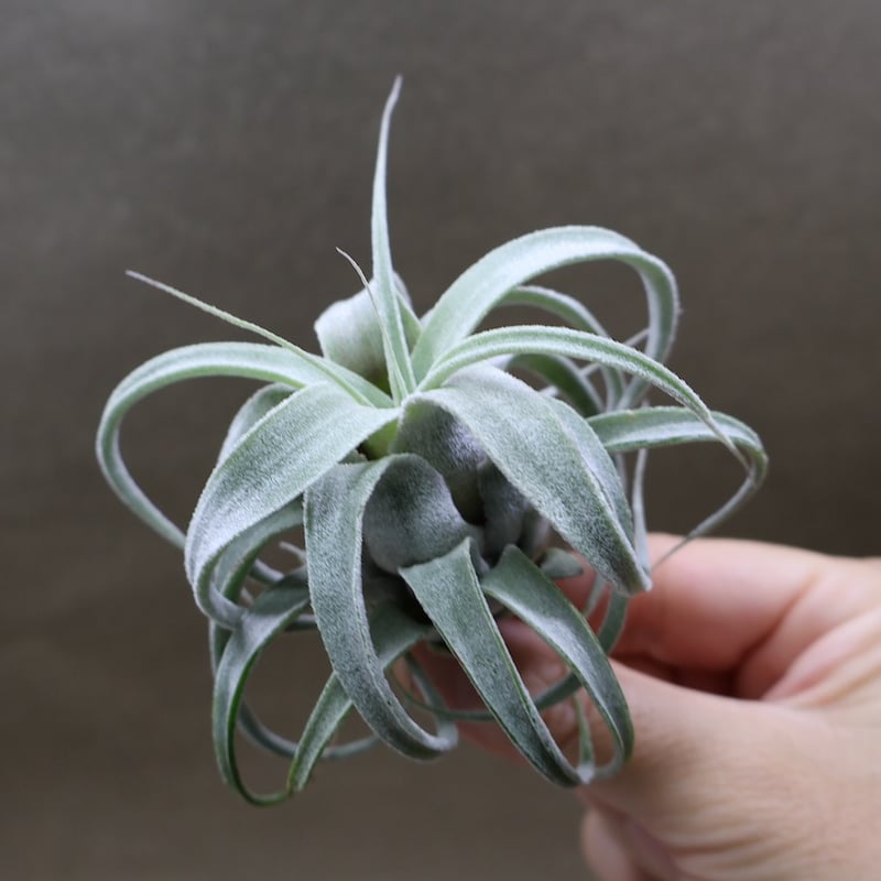 ルシール × ベアコレアーレ 01号 | air-plants TENGU-DO