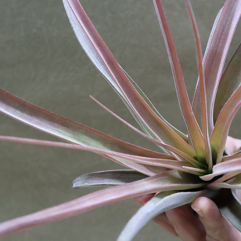 カピタータ×ストレプトフィラ Mサイズ 16号 | air-plants TENGU-DO