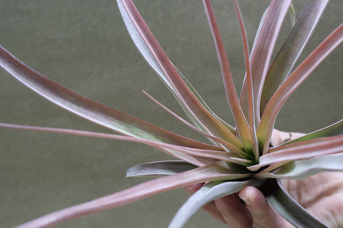 カピタータ×ストレプトフィラ Mサイズ 16号 | air-plants TENGU-DO
