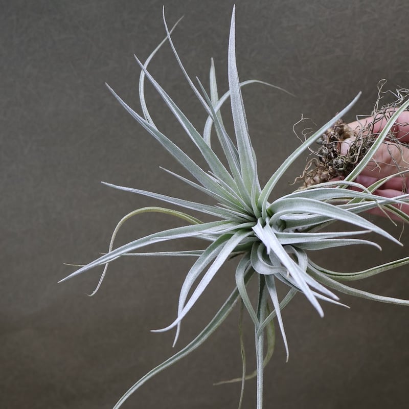 レクルビフォリア × ガルドネリ 10号 | air-plants TENGU-DO
