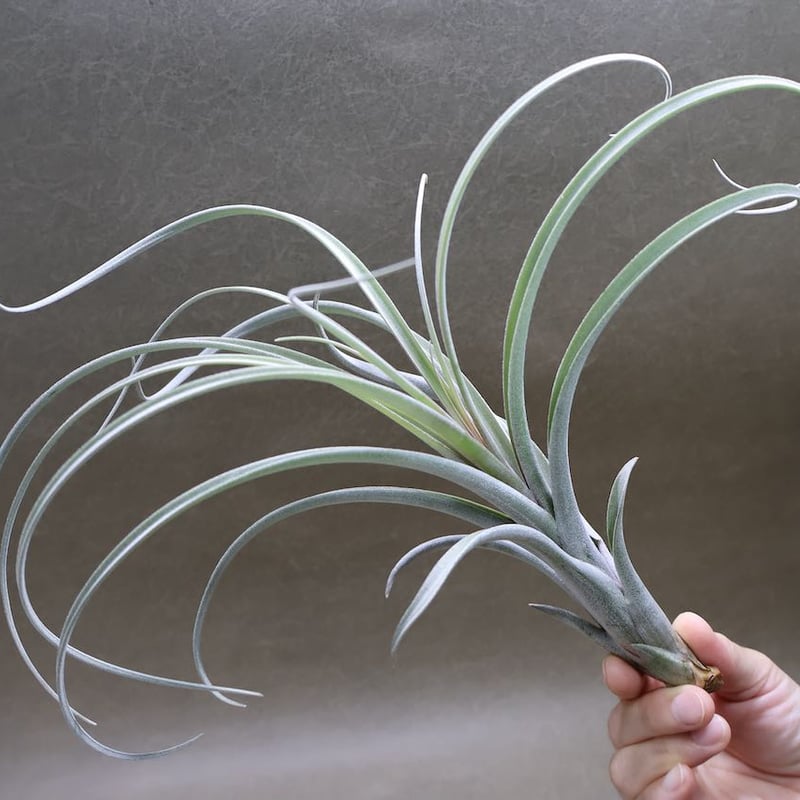 エクセルタxカピタータ ドミンゲンシス 05号 | air-plants TENGU-DO