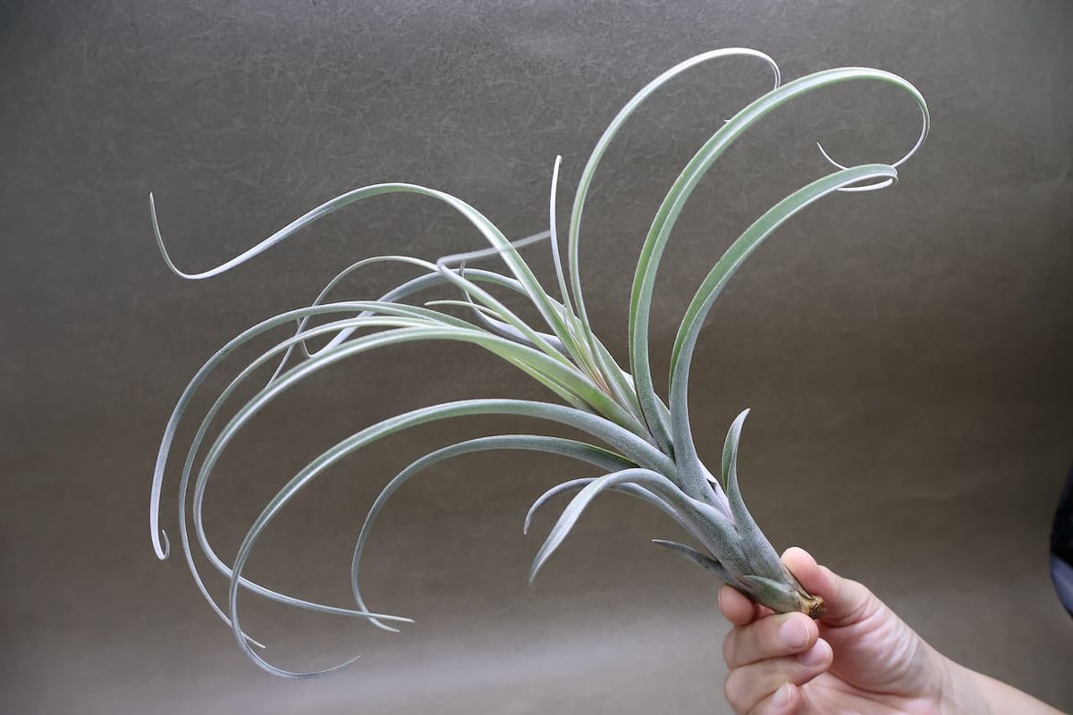エクセルタxカピタータ ドミンゲンシス 05号 | air-plants TENGU-DO