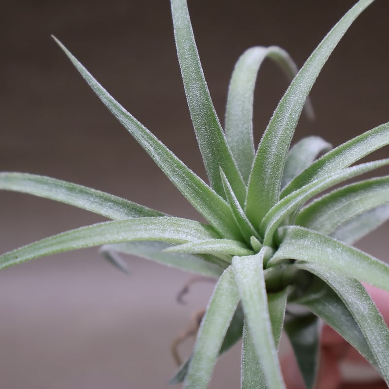 イオナンタ カーリーリーフ × ストレプトフィラ 04号 | air-plants