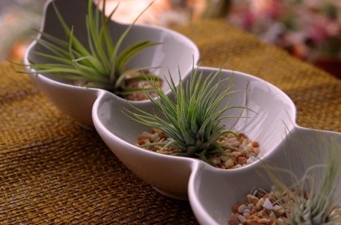 壺型チランジア3点セット 速達 壺型チランジア3点セット 速達