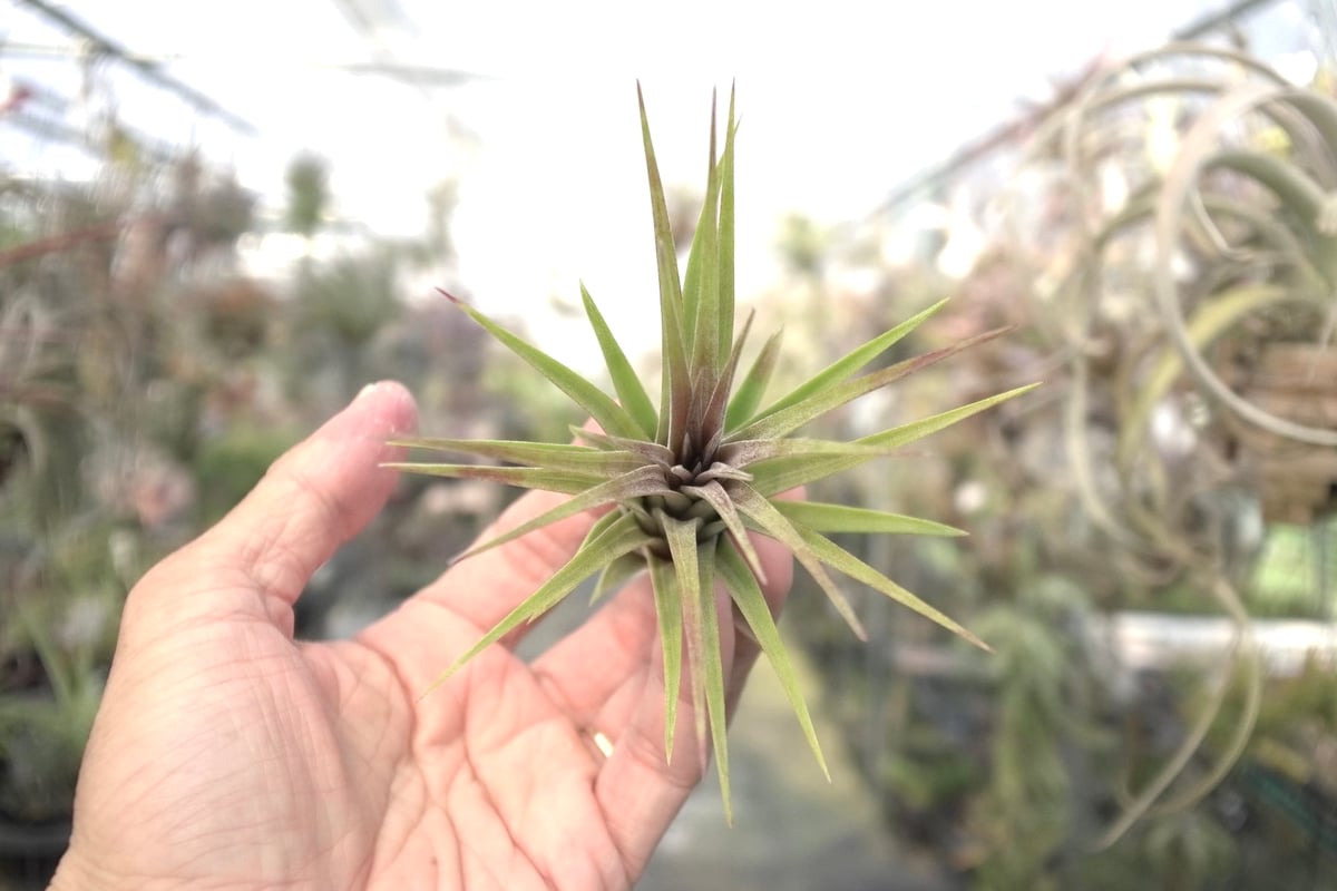 スタッフ特選】イオナンタ×コンコロール 子株 | air-plants TENGU-DO