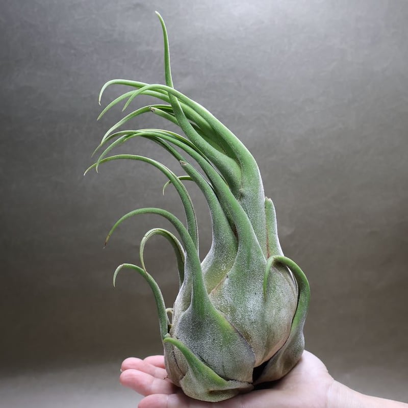 セレリアナ XL size 30号 | air-plants TENGU-DO