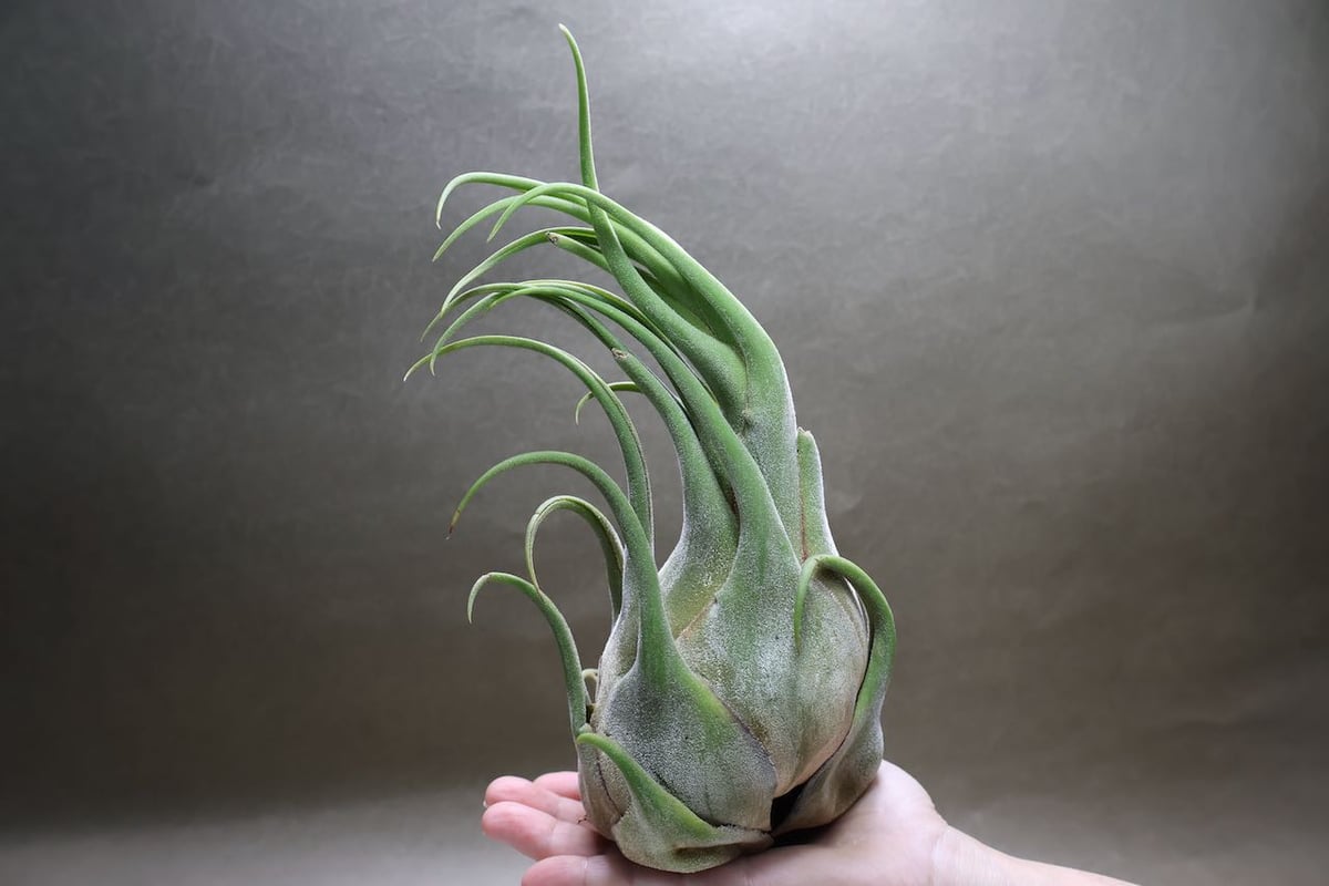 セレリアナ XL size 30号 | air-plants TENGU-DO