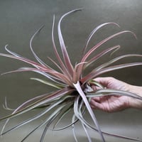 ブラキカウロス シュプリーム 09号 | air-plants TENGU-DO