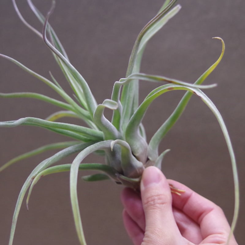 【みぃこどん】Tillandsia 4点セット ストレプトフィラ × セレリアナ） × ショータイム Sサイズ06号