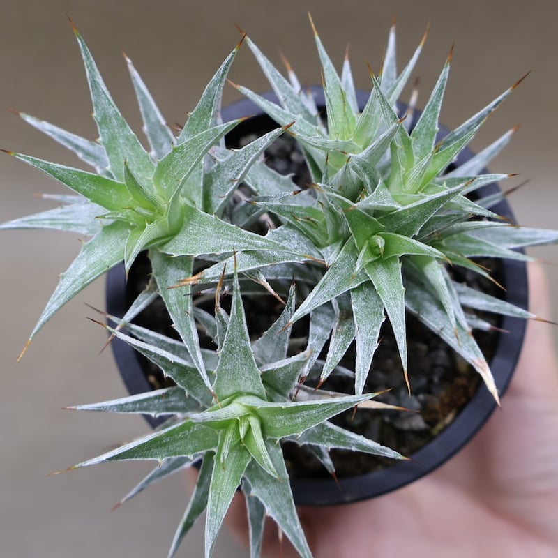 デウテロコニア ローレンツィアナ 15号 | air-plants TENGU-DO