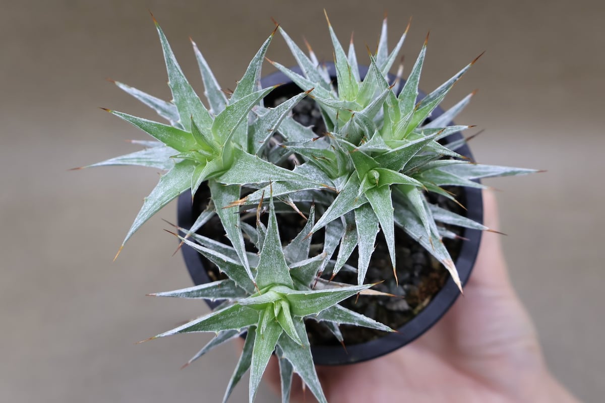 デウテロコニア ローレンツィアナ 15号 | air-plants TENGU-DO