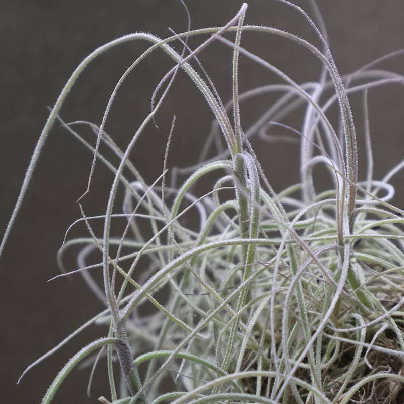マレモンティ 37号 | air-plants TENGU-DO