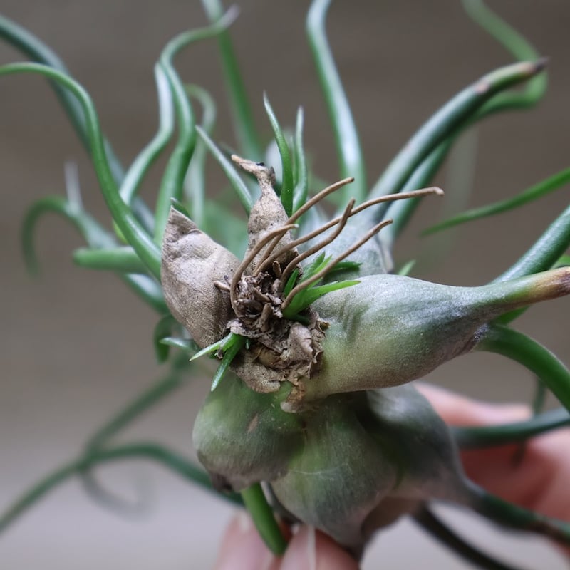ブルボーサ クランプ 28号 | air-plants TENGU-DO