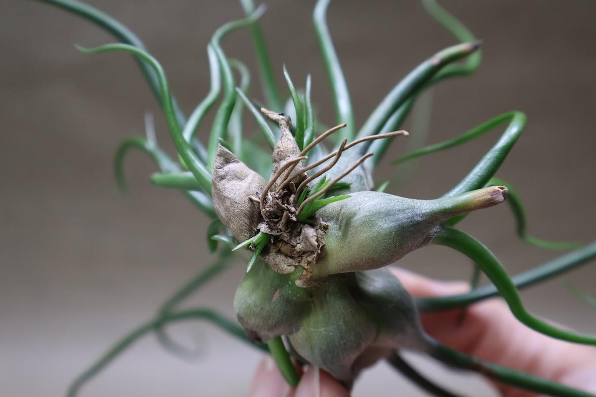 ブルボーサ クランプ 28号 | air-plants TENGU-DO