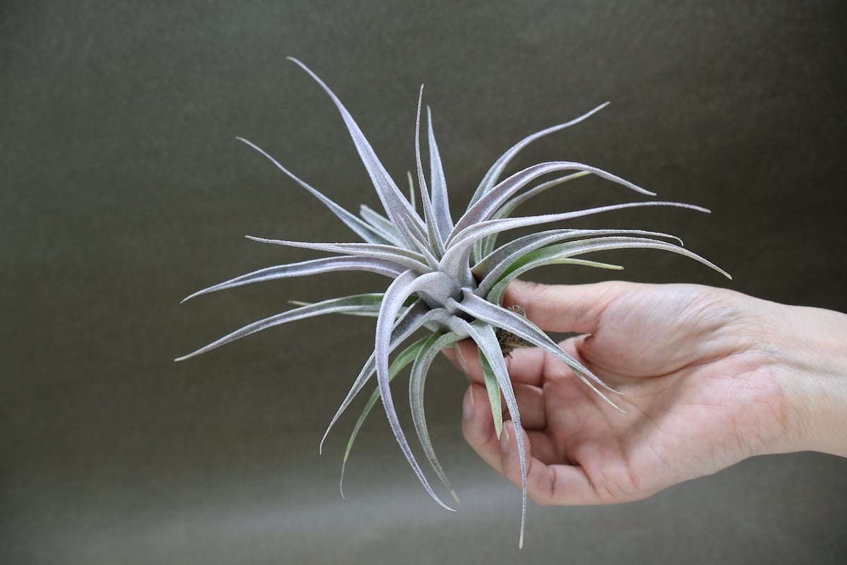 チアペンシス × エーレルシアナ 05号 | air-plants TENGU-DO