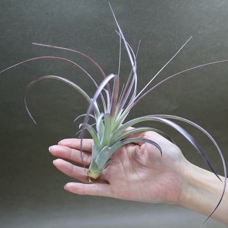 air-plants TENGU-DO