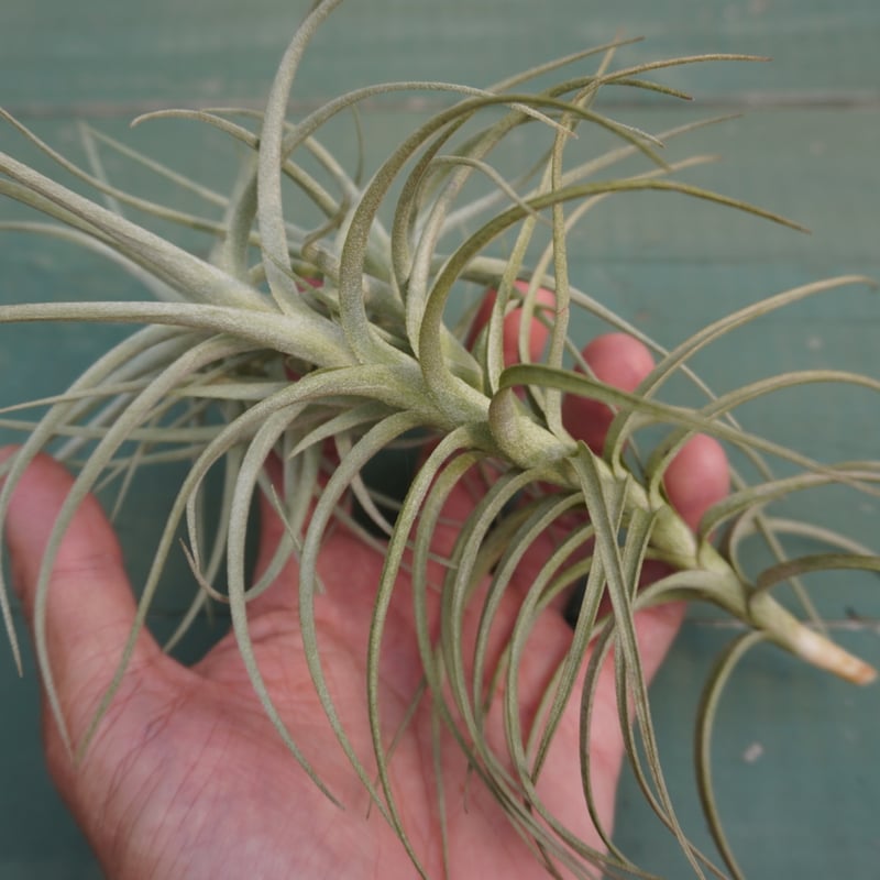 スウィート・イザベル CL B号【スタッフ特選】 | air-plants TENGU-DO
