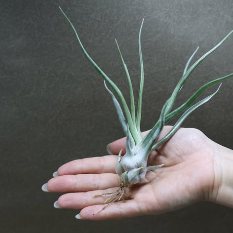 ショータイム （ ブルボーサ × ストレプトフィラ ）34号