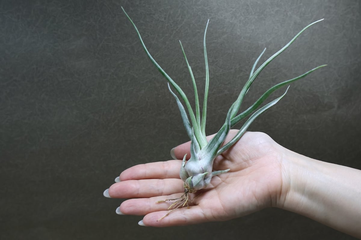 ショータイム （ ブルボーサ × ストレプトフィラ ）34号 | air-plants