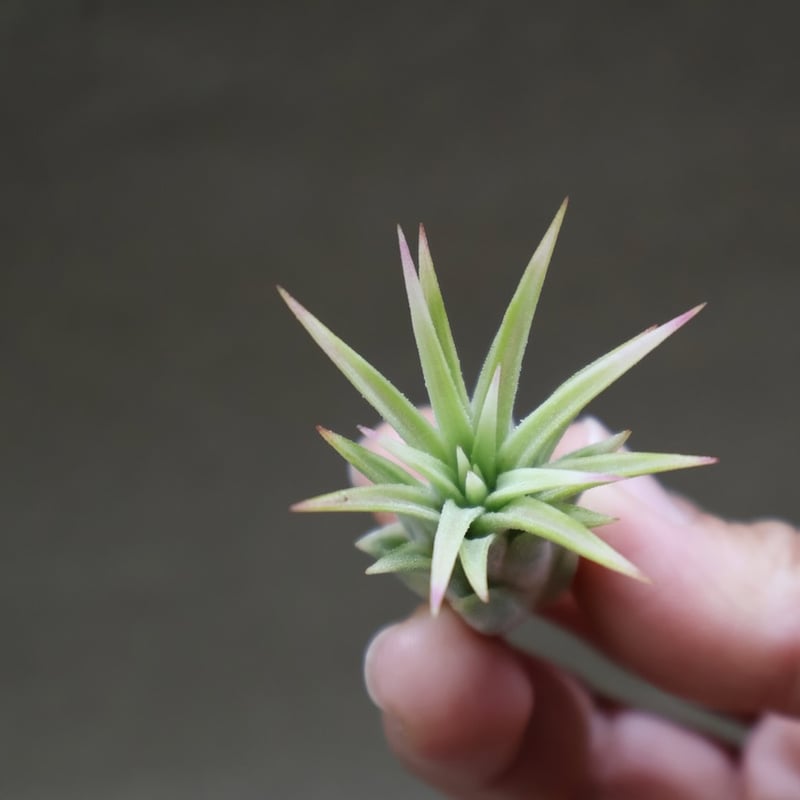 イオナンタ アルボマージナータ Sサイズ 45号 | air-plants TENGU-DO