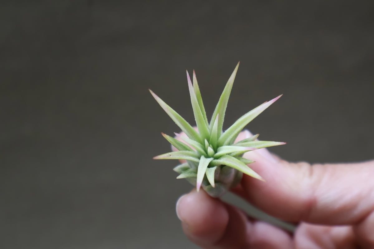 イオナンタ アルボマージナータ Sサイズ 45号 | air-plants TENGU-DO