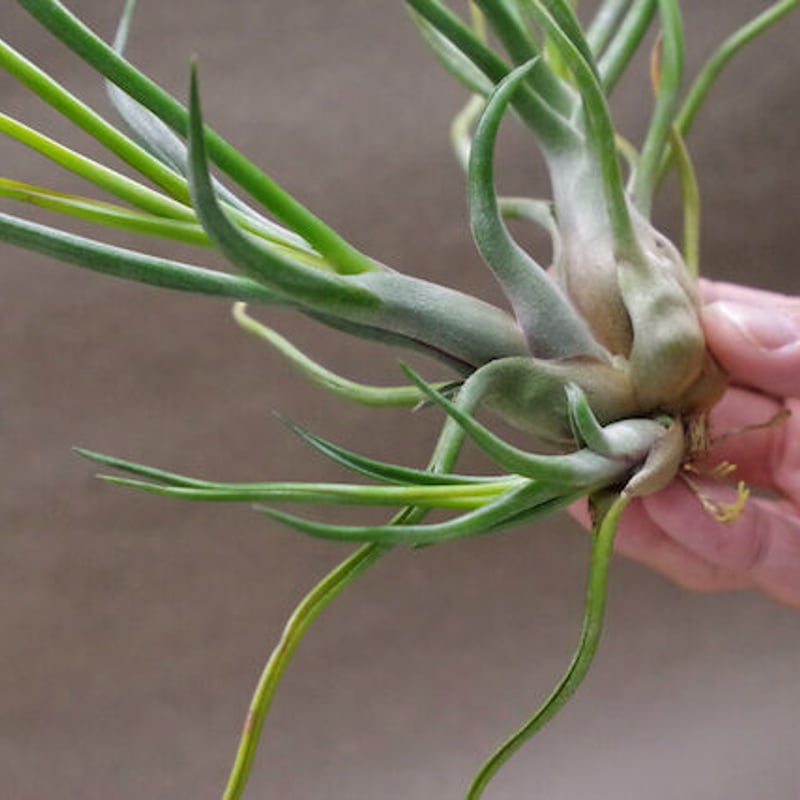 s*i様 チランジアハイブリッド Frontier Plants】オンラインストア4月17日約30種類！の価格と