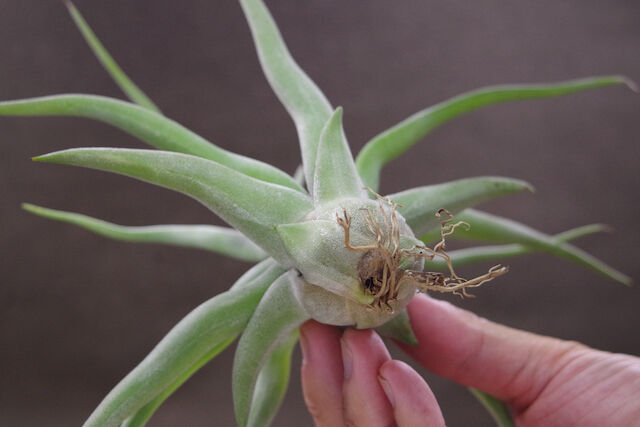 リーガルリーン （ストレプトフィラ ×チアペンシス） 08号 | air