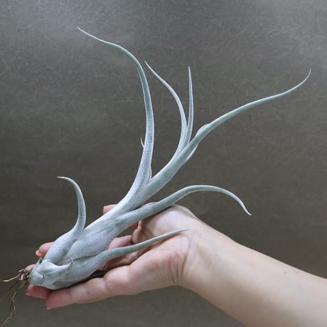 【送料無料】'Kraken'〔エアプランツ〕現品発送T5147 CATEGORY エアープランツ（ティランジア） | air-plants TENGU-DO