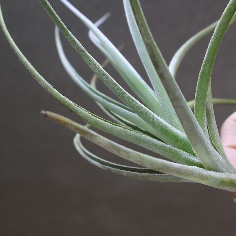 ロレンツィアナ 01号 | air-plants TENGU-DO