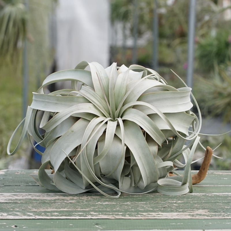 スタッフ特選】キセログラフィカ XLサイズ Z号 | air-plants TENGU-DO