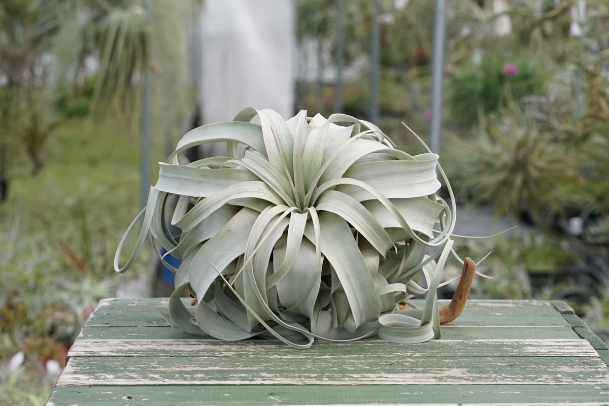 スタッフ特選】キセログラフィカ XLサイズ Z号 | air-plants TENGU-DO