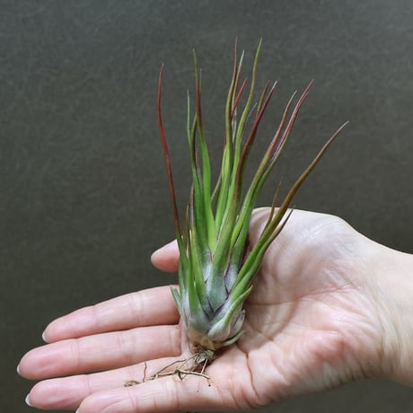 air-plants TENGU-DO