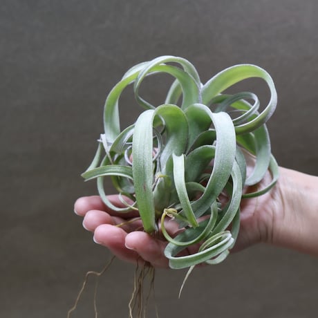 STORES エアープランツの検索結果