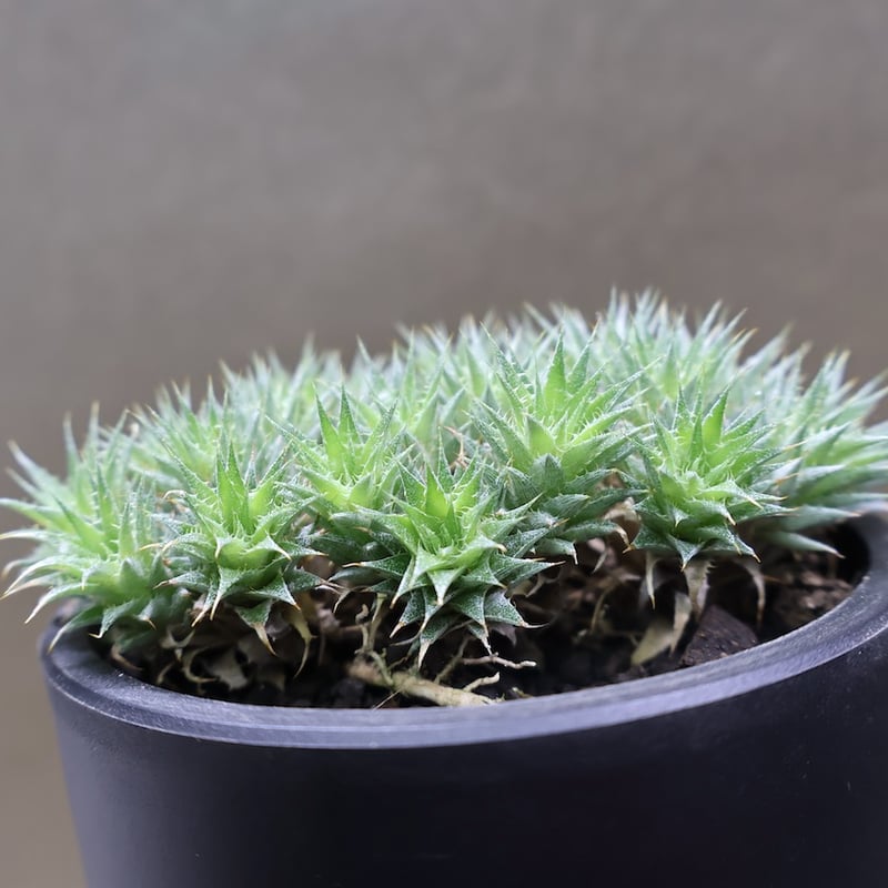 デウテロコニア ブレビフォリア 10号 (Macata Bowl Long Size5)