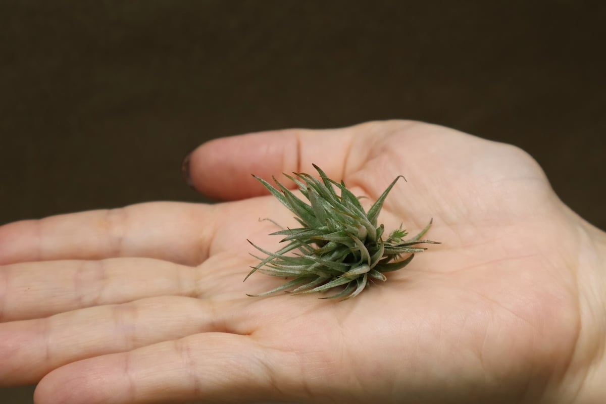 ロリアセア 12号 | air-plants TENGU-DO