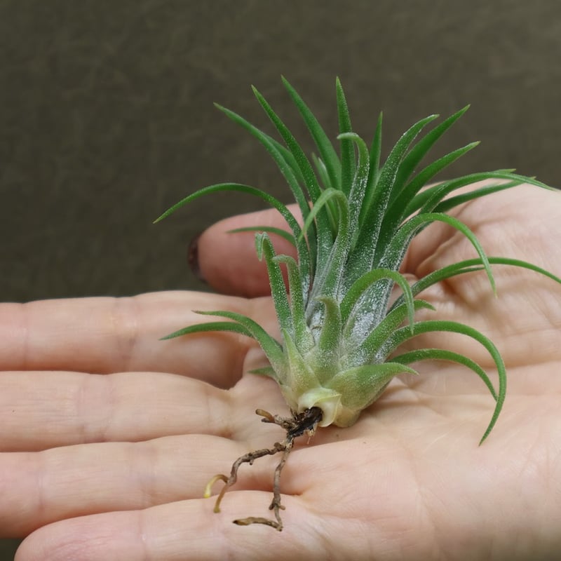 イオナンタ ヴァリエガータ 09号 | air-plants TENGU-DO