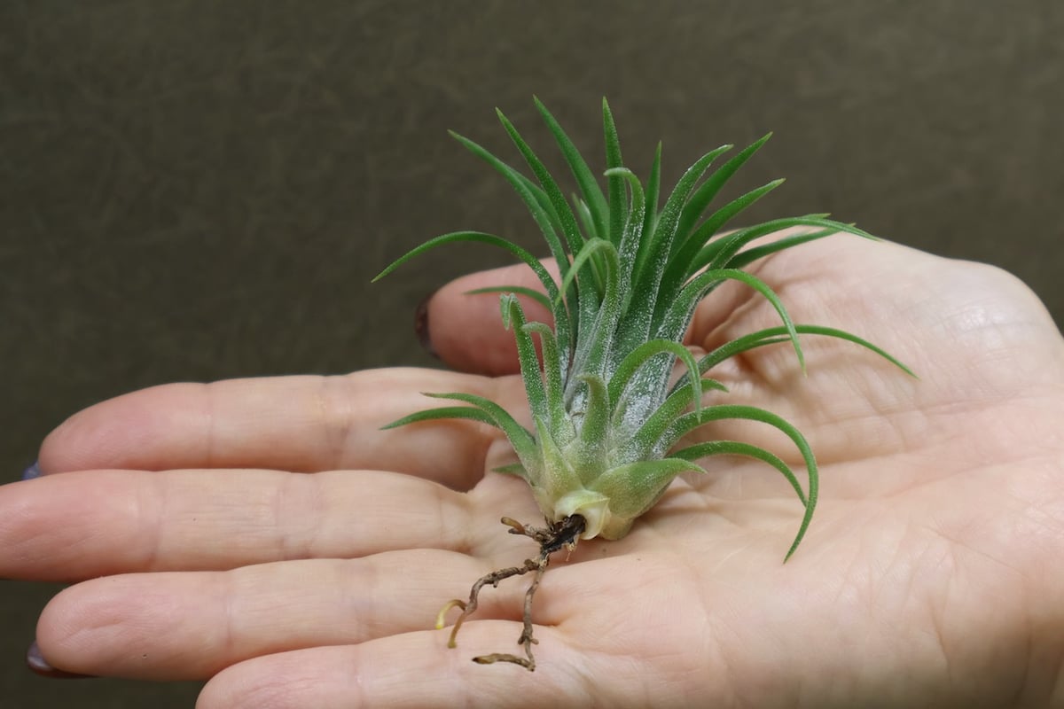イオナンタ ヴァリエガータ 09号 | air-plants TENGU-DO