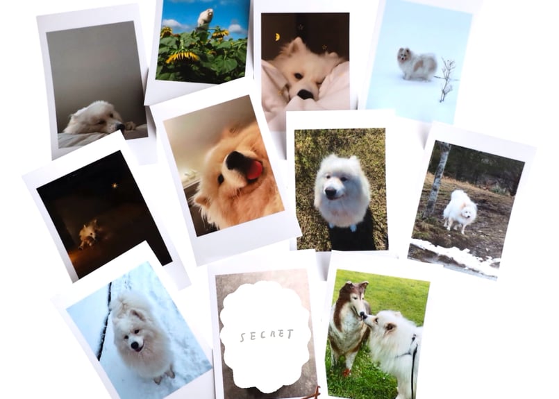 ランダムもうふチェキ風カード | nagakiperm ONLINE STORE