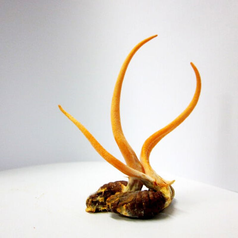 津和野式 冬虫夏草［純国産］粉末30g 約30日分「福禄寿草」 | 津和野式