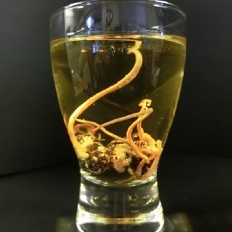 冬虫夏草 津和野式冬虫夏草：乾燥原体（5g） | 津和野式冬虫夏草