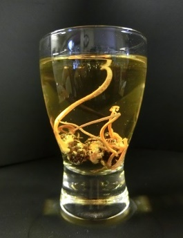 冬虫夏草 先約有り 津和野式冬虫夏草：乾燥原体（5g） | 津和野式冬虫夏草