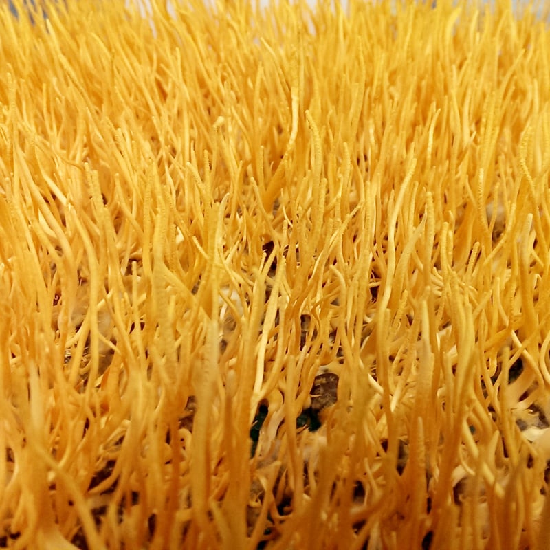 津和野式 冬虫夏草［純国産］タブレット30g 約30日分「護蚕丸